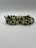 Glass Eyed Hognose Snake
