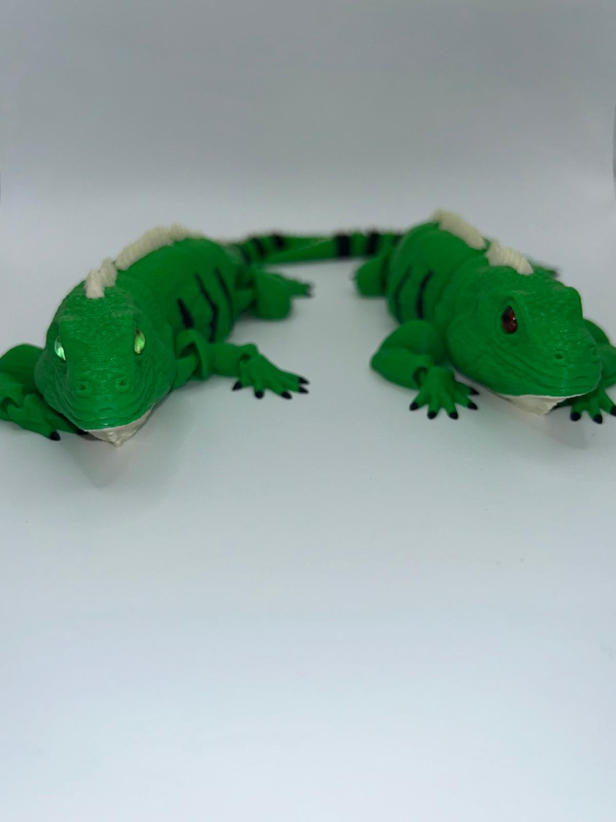 Glassed Eyed Iguana