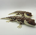 Glass Eyed Bearded Dragon